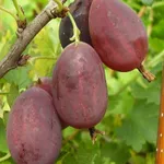 Грушенька-1