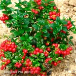 Брусника Ред Перл-4