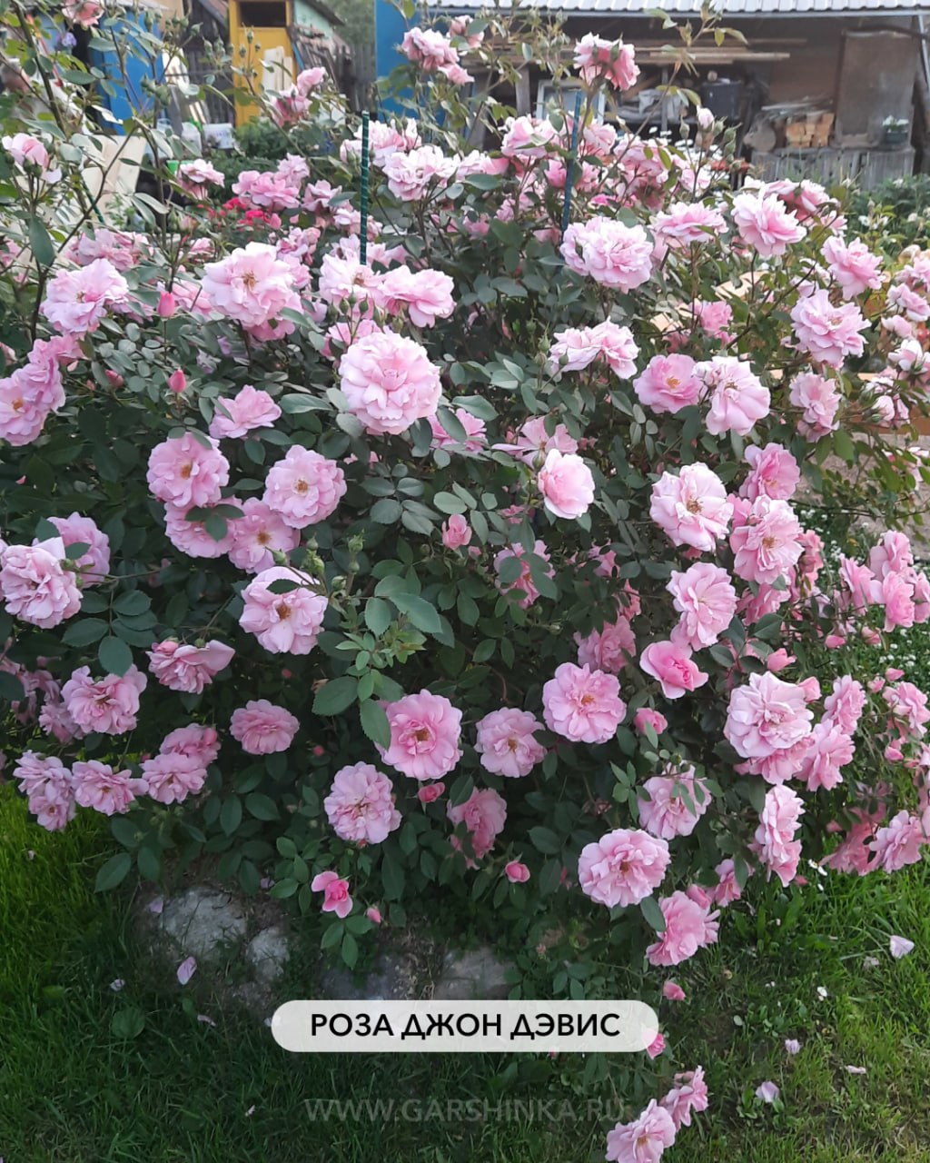 Джон Дэвис канадская парковая Гаршинка.ру