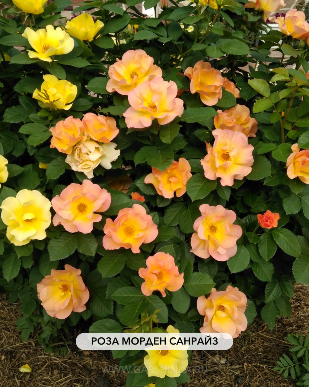 Мордэн Санрайз канадская парковая Гаршинка.ру