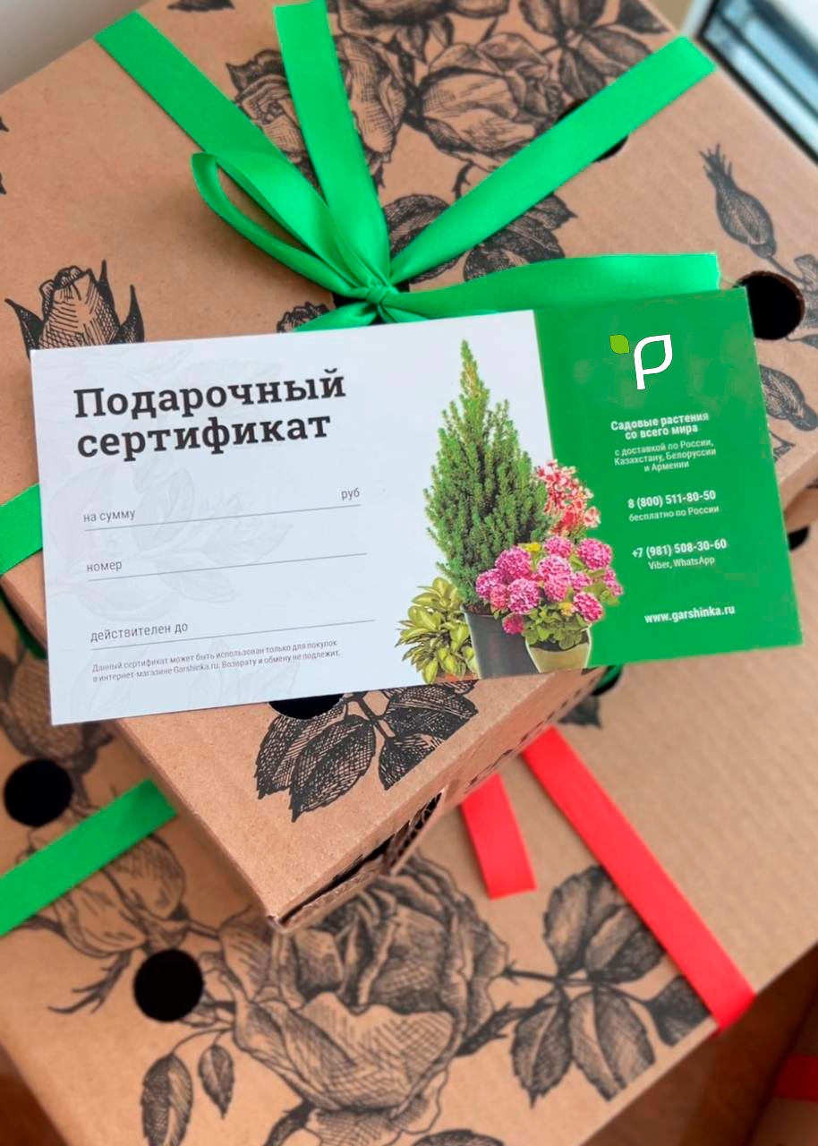 Изобильный Новый год