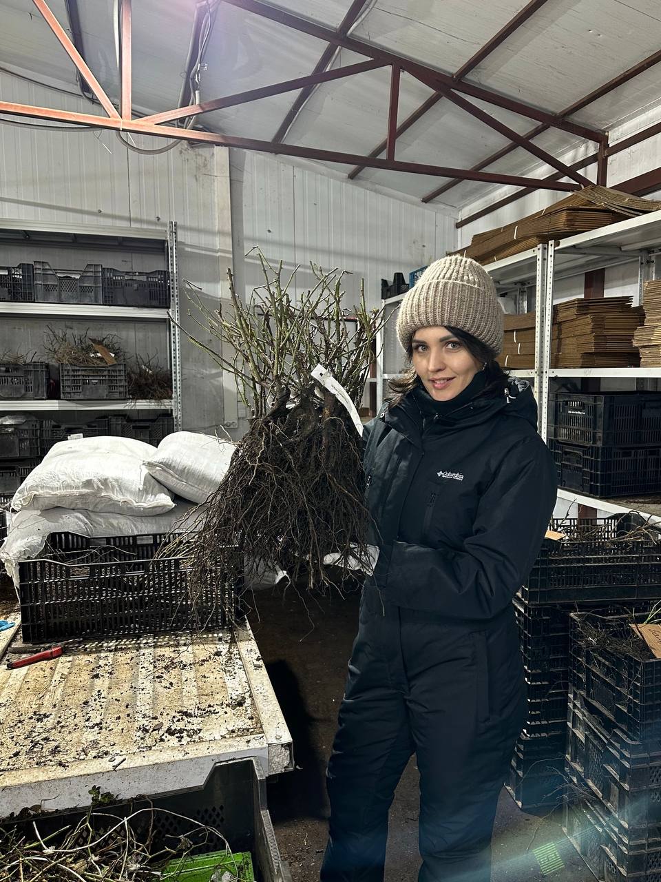 Канадские парковые розы Гаршинка.ру. Розы, которые переживут Сибирские морозы.