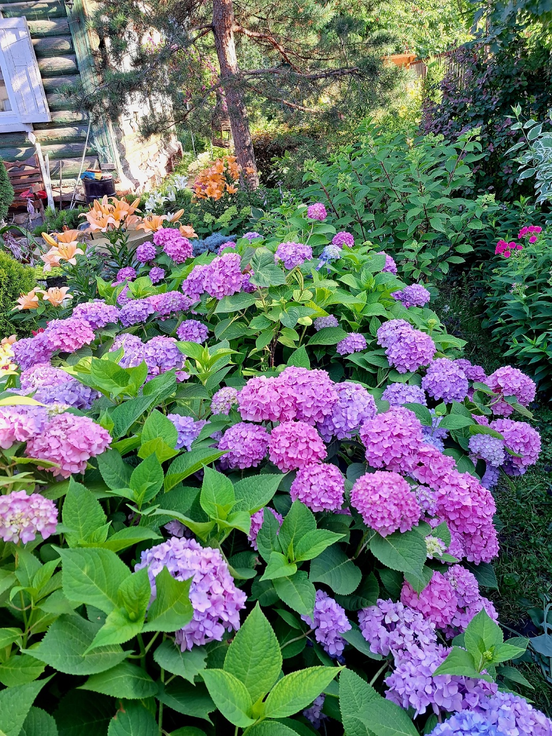 конкурс садов Гаршинка