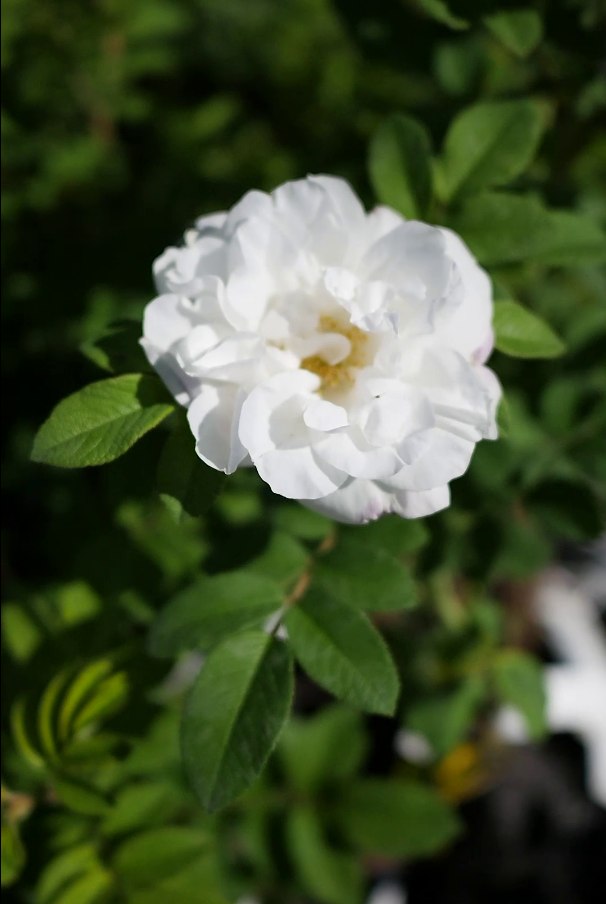 Луиза Багнет канадская парковая Гаршинка.ру