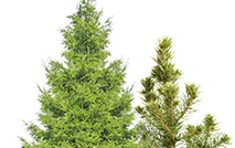 Хвойные растения