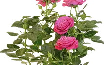 Розы