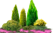 Клумбы и цветники