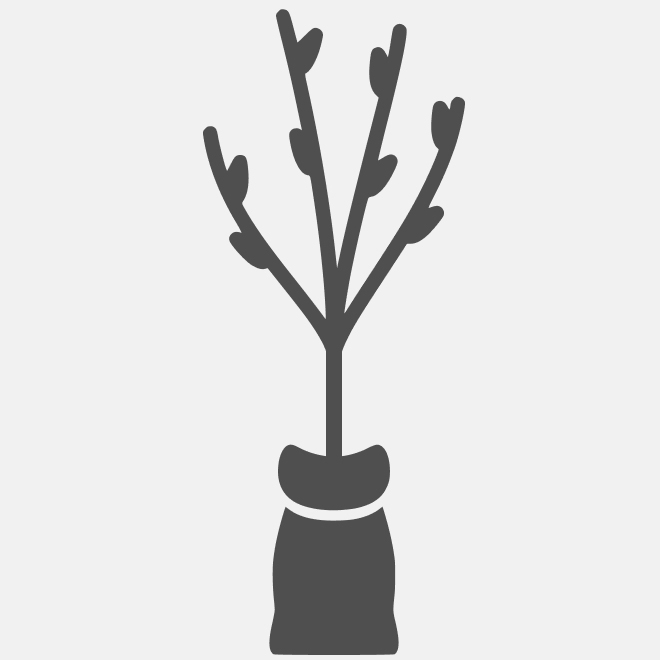 штамб 110 см (корни в брикете с грунтом)