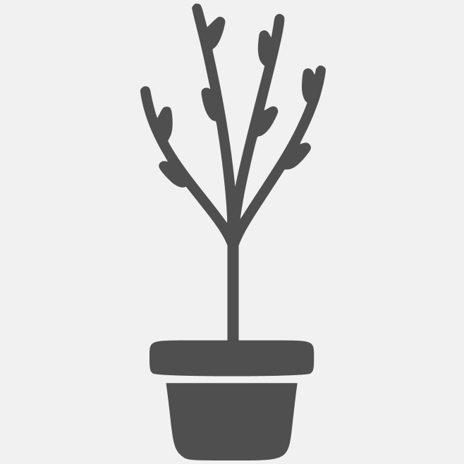 штамб 100 см (горшок 5 л)