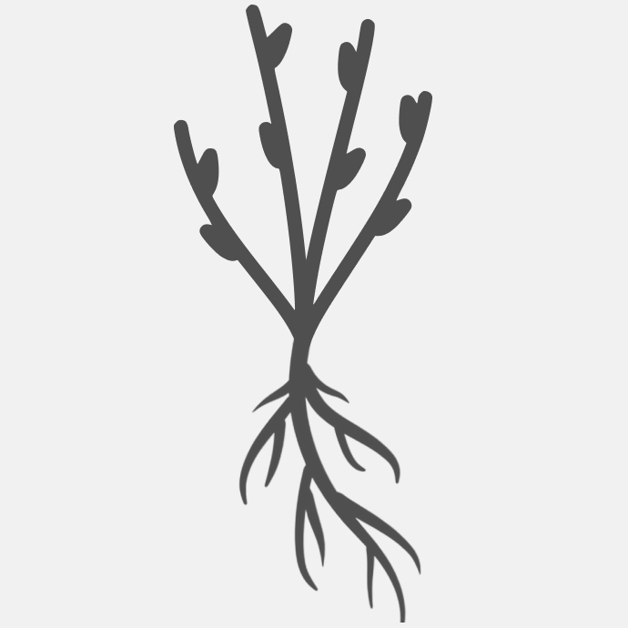 привитые саженцы (ОКС)