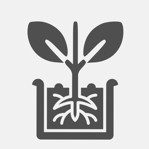 укорененные черенки