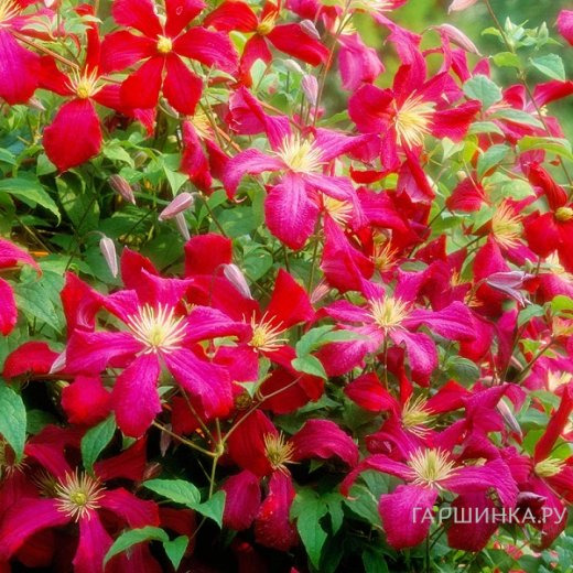 Клематис Мадам Джулия Корревон крупноцветковый (3)