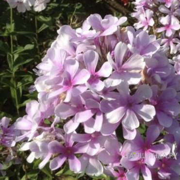 Флокс Егорка