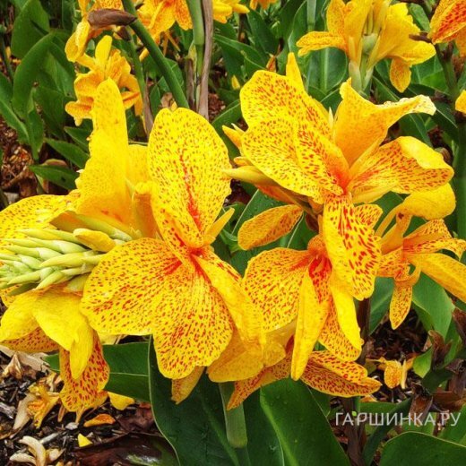 Канна Еллоу Хамберт