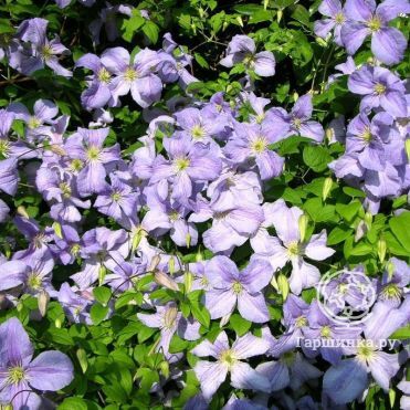 Клематис Блю Ангел (Голубой Ангел) крупноцветковый (3)