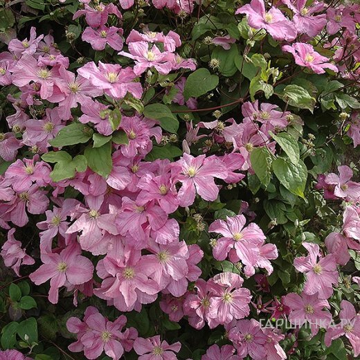 Клематис Комтесс де Бушо (Графиня Бушо) крупноцветковый (3)