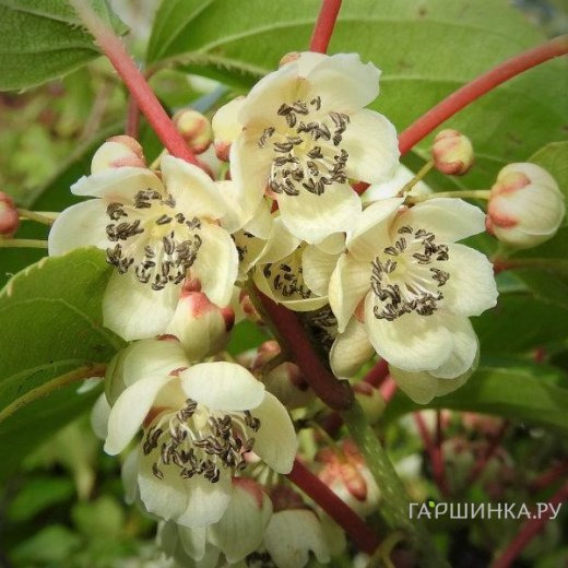 Актинидия (мини киви) Вейки