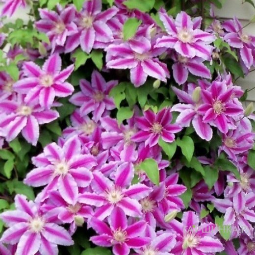 Клематис Доктор Руппель крупноцветковый (2)