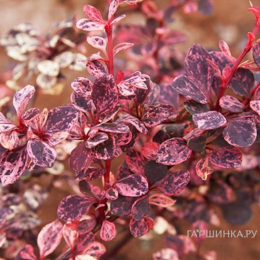 Барбарис Тунберга Арлекин