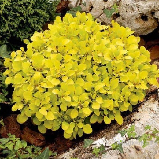 Барбарис Тунберга Спешиал Голд