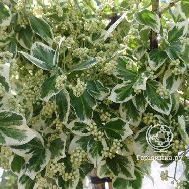 Бересклет Форчуна Эмеральд Гаети