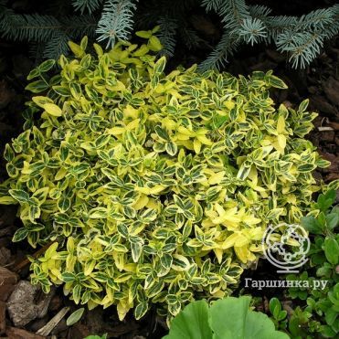 Бересклет Форчуна Эмеральд Голд