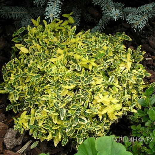 Бересклет Форчуна Эмеральд Голд