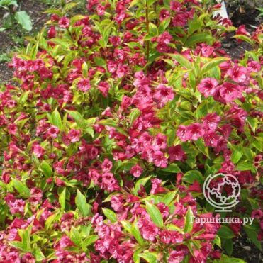 Вейгела Бригелла