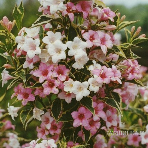 Вейгела цветущая Сюзанна