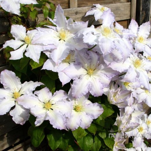 Клематис Глэдис Пикард крупноцветковый (2)