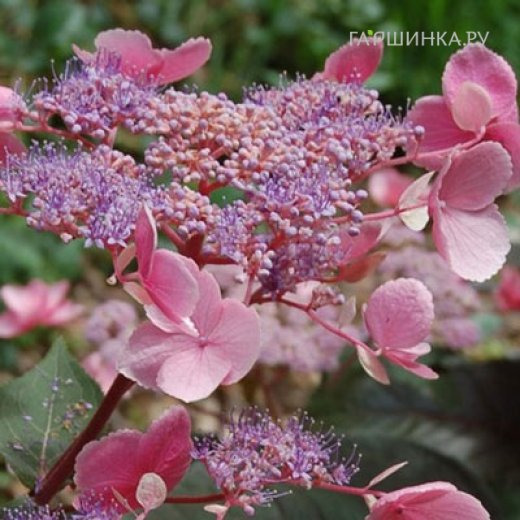 Гортензия Хот Шоколад (Горячий шоколад) шершавая