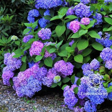Гортензия Рената Штейнигер крупнолистная (макрофила)