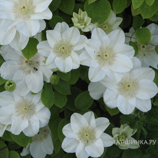 Клематис Джернси Крим крупноцветковый (2)