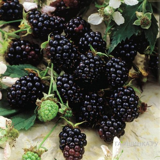 Ежевика Торнлесс Эвергрин