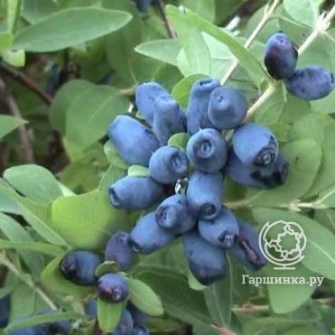 Жимолость Амфора