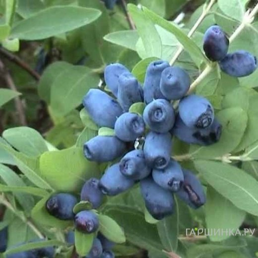 Жимолость Амфора