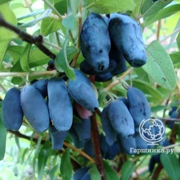 Жимолость Амур