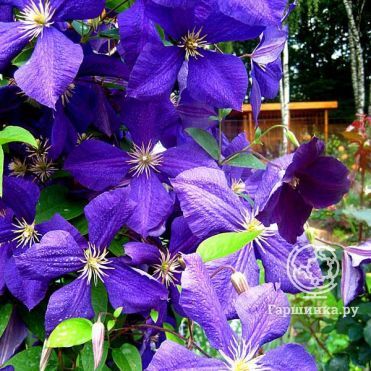 Клематис Жакмана крупноцветковый (3)