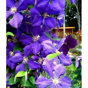 Клематис Жакмана крупноцветковый (3)