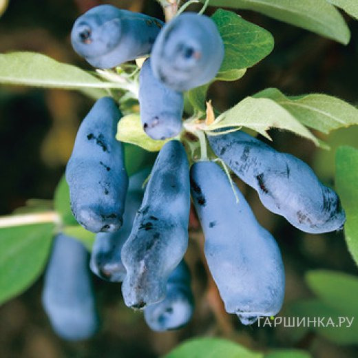 Жимолость Морена