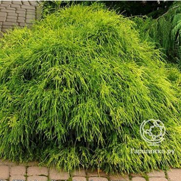 Кипарисовик горохоплодный Филифера Нана