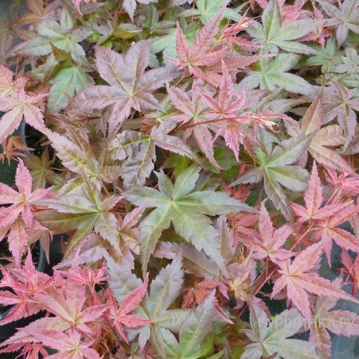 Клен Бени Майко