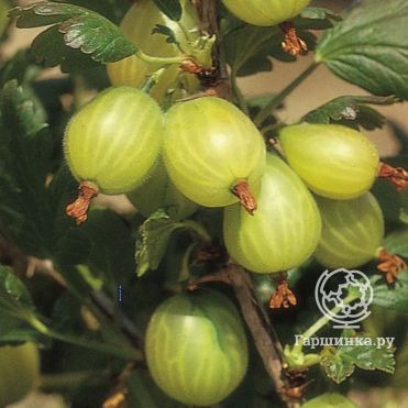 Крыжовник Финский зеленый