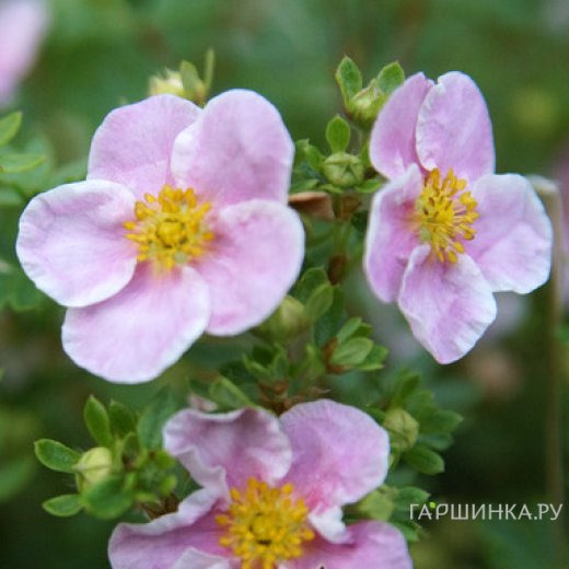 Лапчатка кустарниковая Пинк Квин