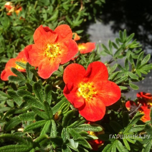 Лапчатка кустарниковая Ред Айс