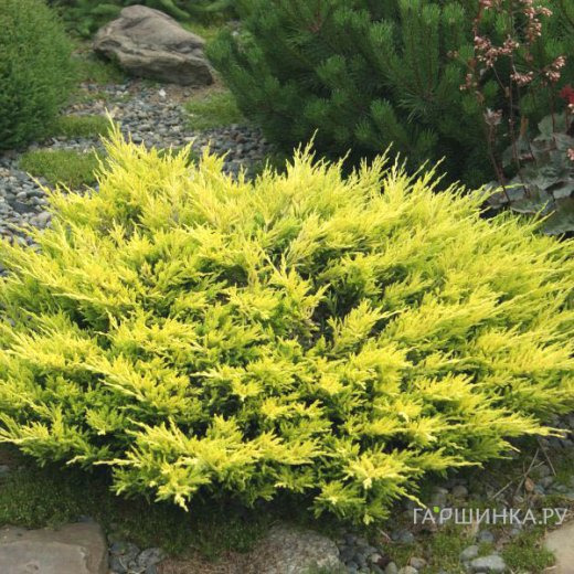 Можжевельник горизонтальный Лаймглоу