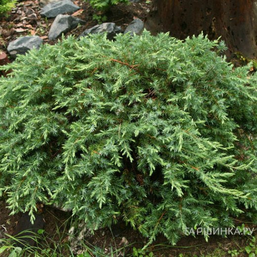 Можжевельник прибрежный Шлягер