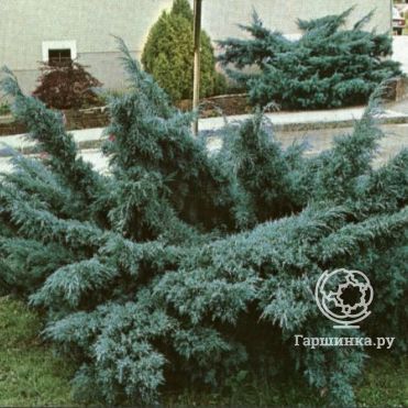 Можжевельник средний Пфитцериана Глаука голубой