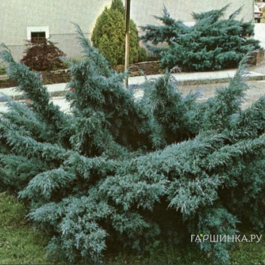 Можжевельник средний Пфитцериана Глаука голубой