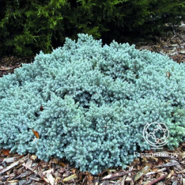 Можжевельник чешуйчатый Блю Стар